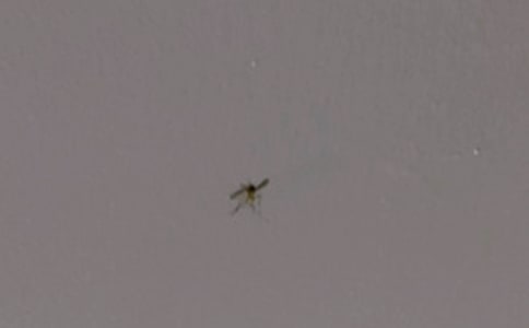 可恶的蚊子一年级作文