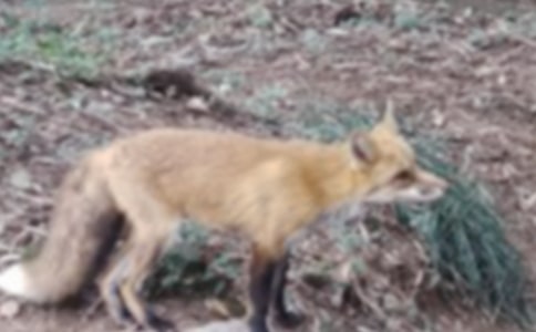 骗人的小狐狸作文450字