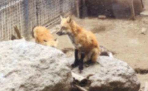 忠实的狐狸狡猾的狗优秀作文