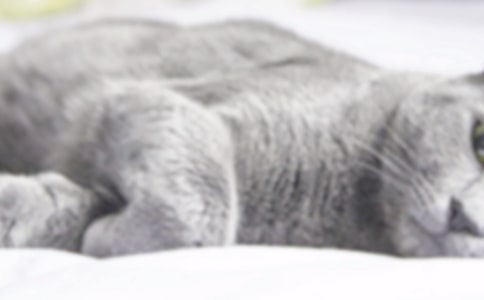 小猫咪作文范文