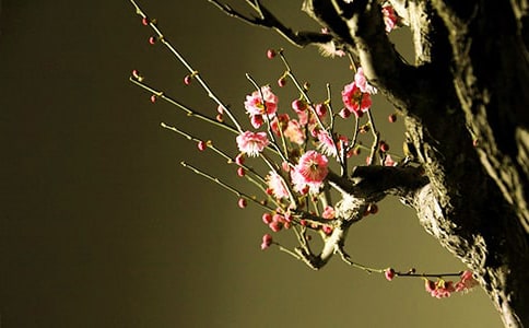 坚强的梅花作文650字