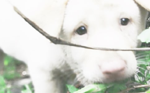 我家的可爱小狗叙事作文