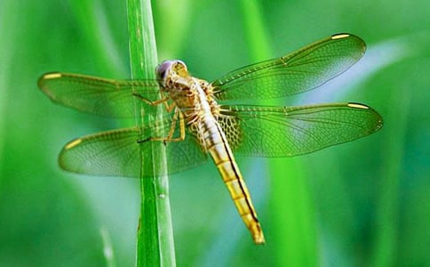 蜻蜓在微笑作文