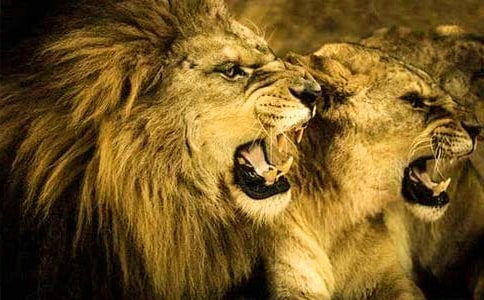 蚊子和狮子的'读后感作文