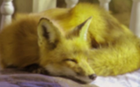 狐狸和乌龟的作文