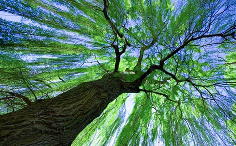 心中的柳树作文