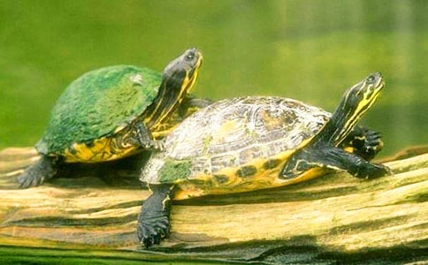 谦虚的乌龟作文