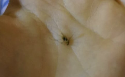 可爱的蚊子作文