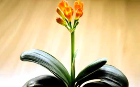 花中君子兰花的作文(精选30篇)