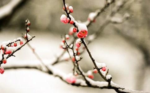 【精选】美丽的梅花作文4篇