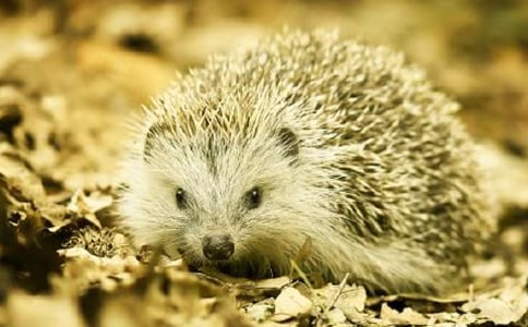 刺猬的烦恼作文4篇