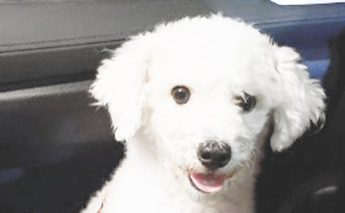 小狗与小猫1000字作文