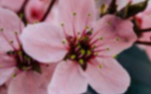 让生命开出灿烂的花朵作文