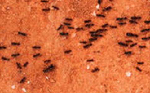 蚂蚁的秘密小学三年级作文450字