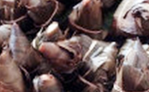 吃粽子叙事作文(通用30篇)