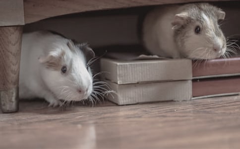 我家的小仓鼠四年级叙事作文