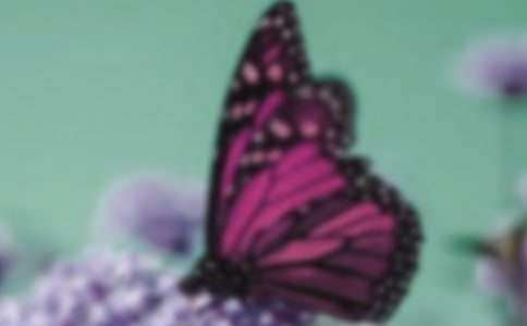 蝴蝶的作文800字