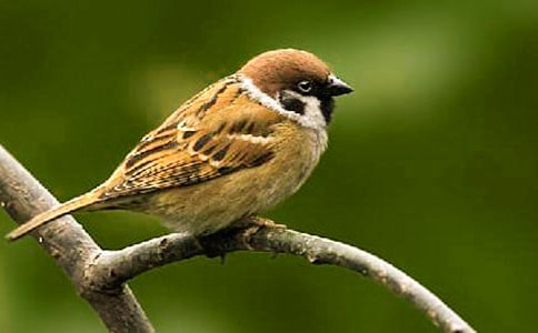 小麻雀被抓之后叙事作文