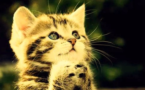 拯救小猫咪作文