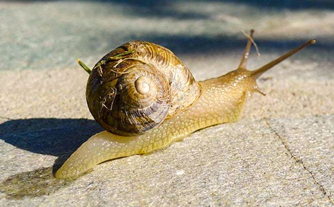 蜗牛风波作文2篇