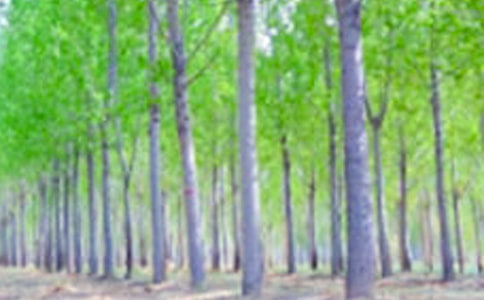 松树和白杨作文