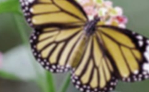 可爱的蝴蝶作文