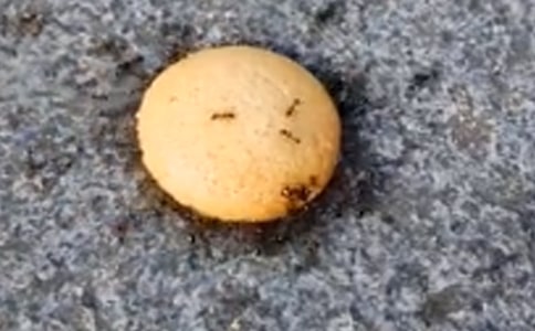 想飞的小蚂蚁作文