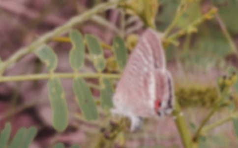 描写蝴蝶兰的作文5篇