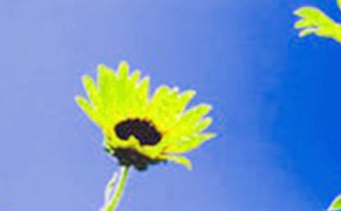 像向日葵一样微笑作文