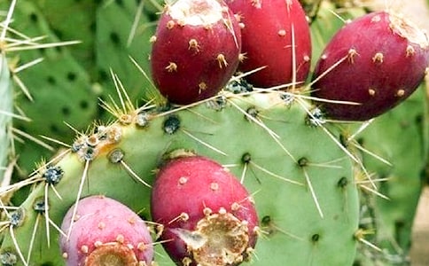 坚强的仙人掌初中作文