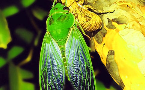 捉知了叙事作文