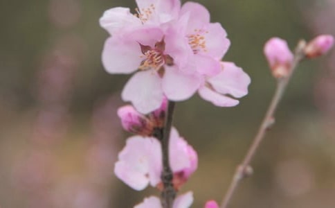 学会独立和自信绽放青春的花朵小学生作文