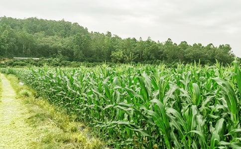 农家乐观狗记作文