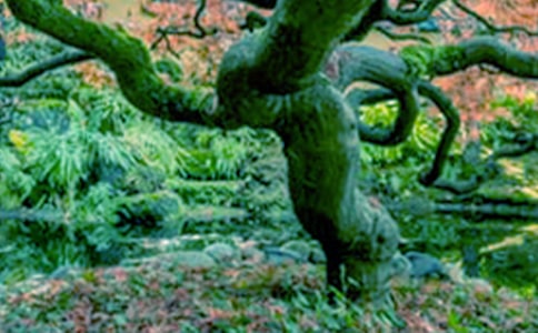 大树和啄木鸟作文(15篇)