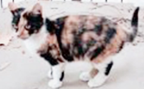 小猫跳水想象作文