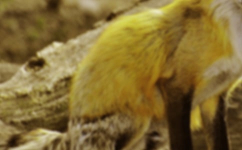 狐狸与果园作文