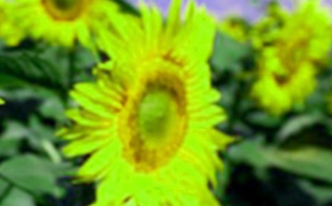 向日葵的温暖作文650字