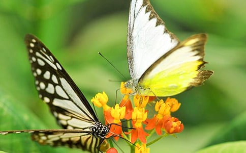 蝴蝶飞过这季节作文800字