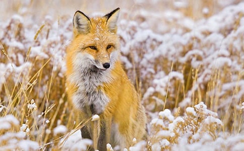 狐狸和乌鸦故事300字作文