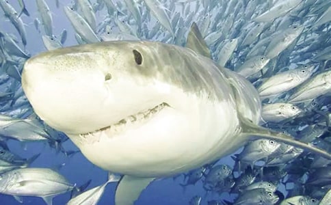 我是一条大鲨鱼作文