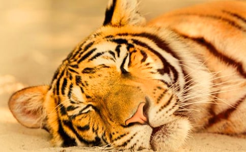 老虎和猫三年级作文