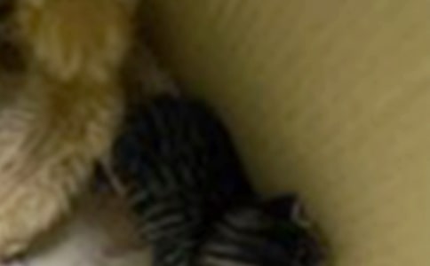 可爱的小猫四年级作文300字左右