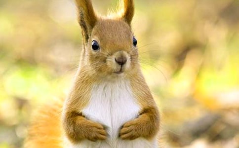 小松鼠送春天叙事作文