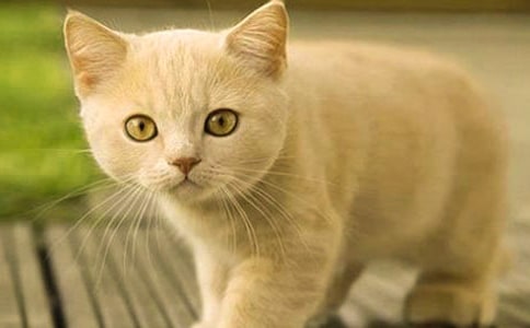 我这可爱的小猫咪作文