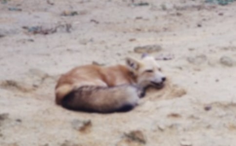 小狗惩治贪心的狐狸300字作文