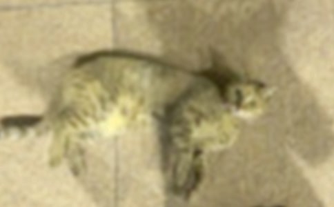 我家的小猫二年级作文350字