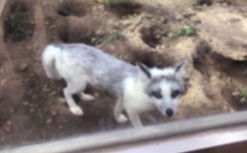 智斗狐狸作文(15篇)