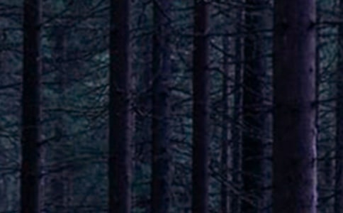 森林里的微笑童话作文