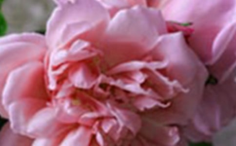 生命中不谢的花朵优秀作文