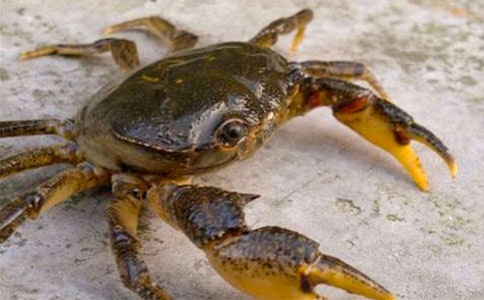 初二叙事作文抓螃蟹